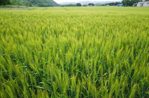 �L��ȏ����_��